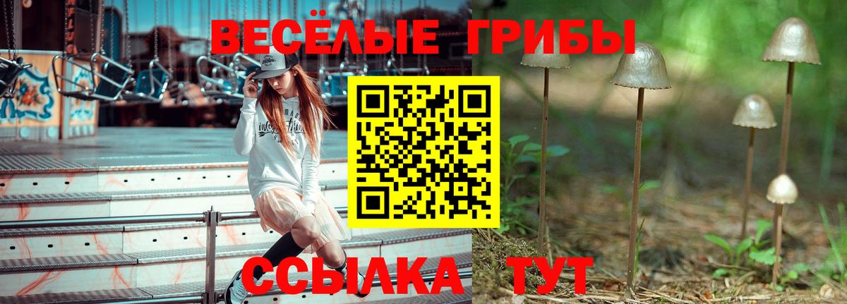 Галлюциногенные грибы Psilocybe Конаково